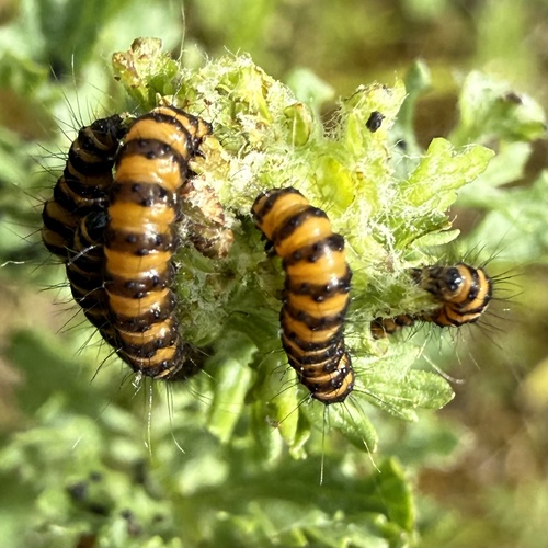 Cinnabar moth