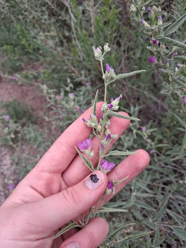 narrowleaf globemallow