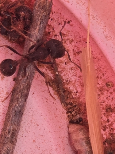 Rough Harvester Ant