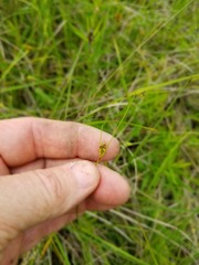 Scleria ciliata