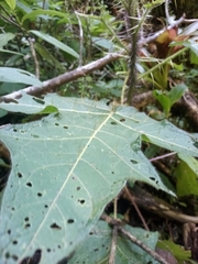 Solanum acerifolium
