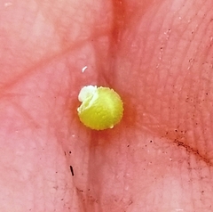Scleria ciliata