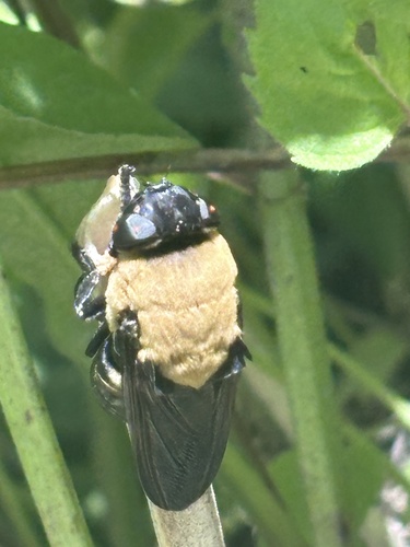 Glire Bot Flies