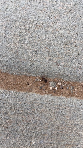 Rough Harvester Ant