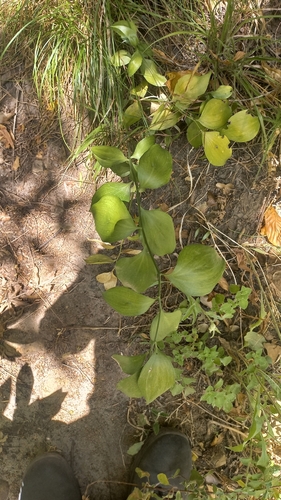 Ruscus hypophyllum