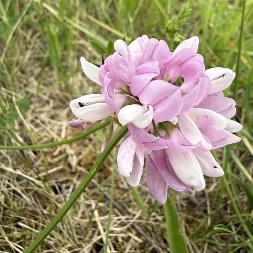 purple crownvetch
