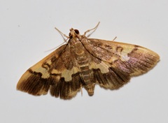 Hemopsis