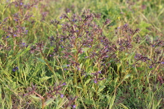 Anchusa stylosa