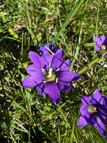 Pyrenean Gentian
