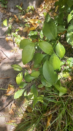 Ruscus hypophyllum