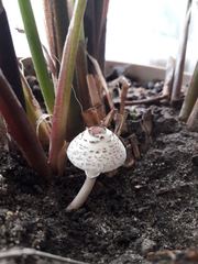 Lepiota lilacea