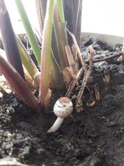 Lepiota lilacea