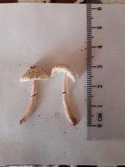 Lepiota lilacea