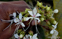 Clerodendrum infortunatum