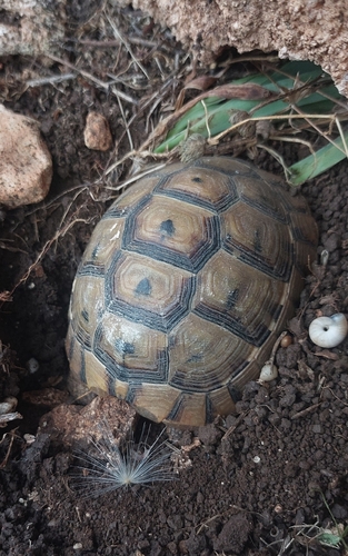 Greek Tortoise