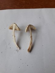 Lepiota lilacea