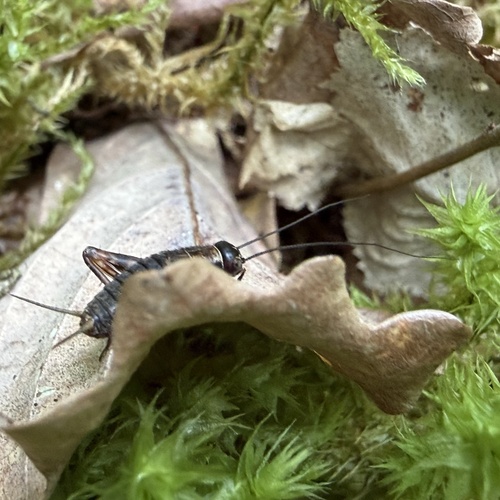 Wood Cricket
