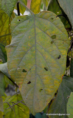 Clerodendrum infortunatum