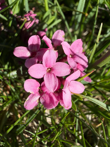 Rose Daphne