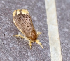 Orvasca subnotata
