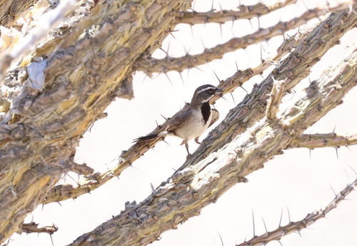 Black-throated Sparrow