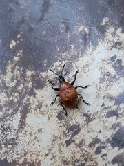 Attelabinae
