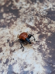Attelabinae
