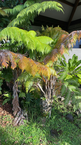 hāpu‘u pulu