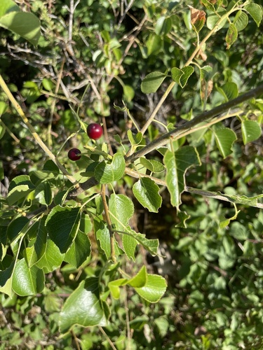 St Lucie Cherry