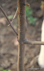 Clerodendrum infortunatum
