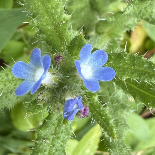 small bugloss