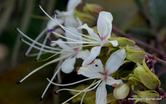 Clerodendrum infortunatum