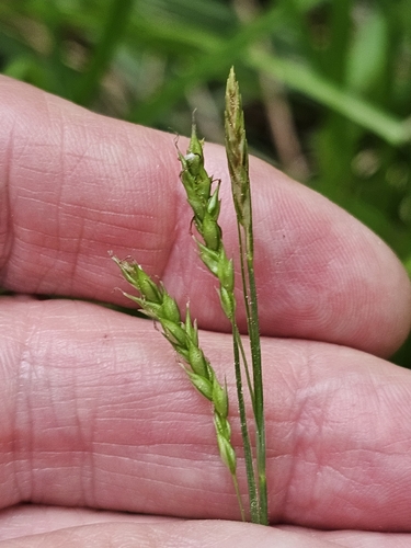 Drooping woodland sedge (Carex arctata)