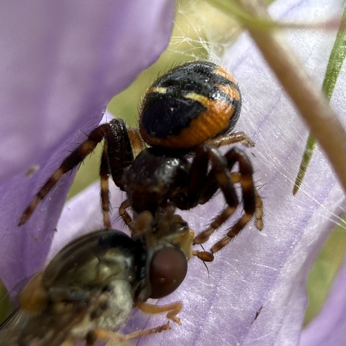 Napoleon Spider