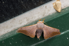 Comparmustilia gerontica