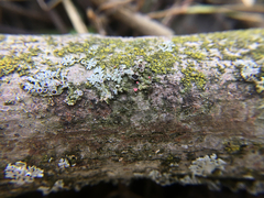 Marchandiomyces corallinus