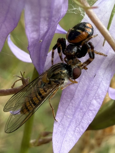 Marmalade Hover Fly