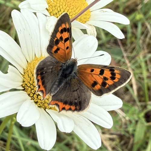 Small Copper
