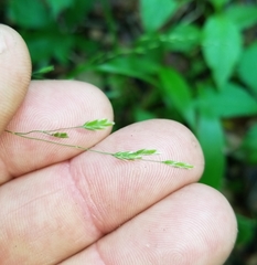 Poa autumnalis