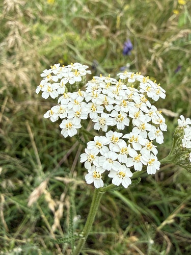 common yarrow