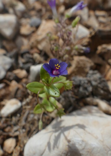 Blue Scarlet Pimpernel