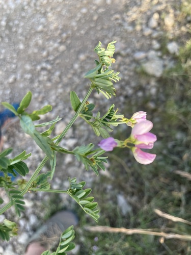 purple crownvetch