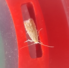 Phyllonorycter quercifoliella