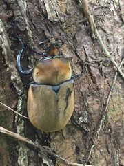 Megasoma elephas elephas