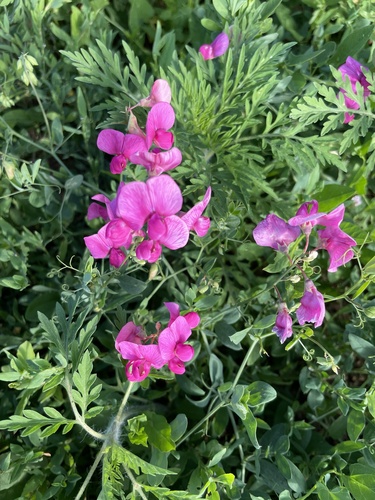 tuberous pea