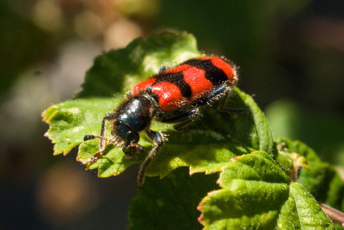 Bee-eating Beetle