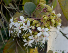 Clerodendrum infortunatum