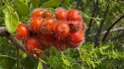 little leaf sumac