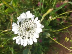 Artedia squamata