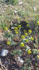 Euphorbia glareosa